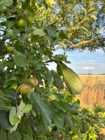 Images for Hillside Road, Piddington, Northampton