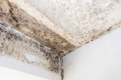 Can Damp In A House Be Fixed? Northampton Property Tips